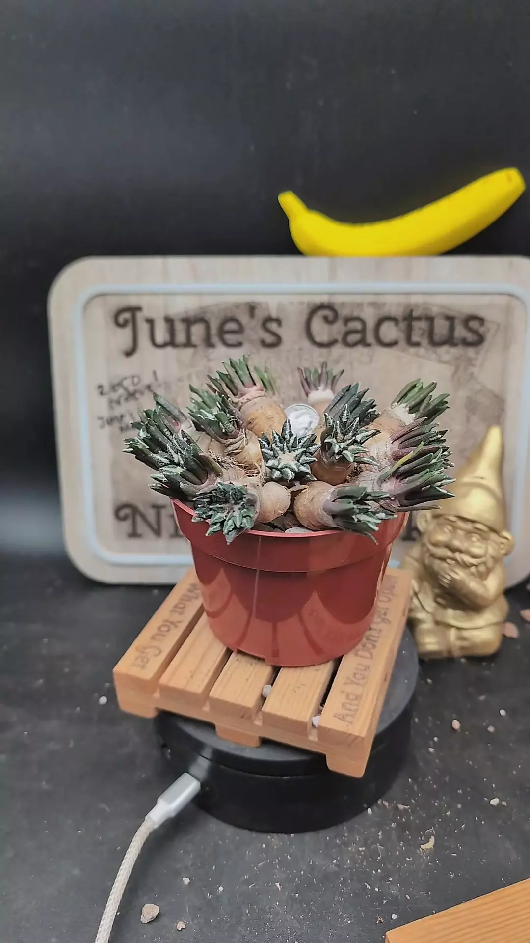 plant/n47 Ario kotsh, small plants, you get one-0