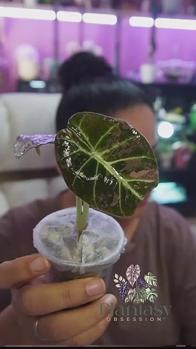 plant/778 Pbv-0-thumbnail