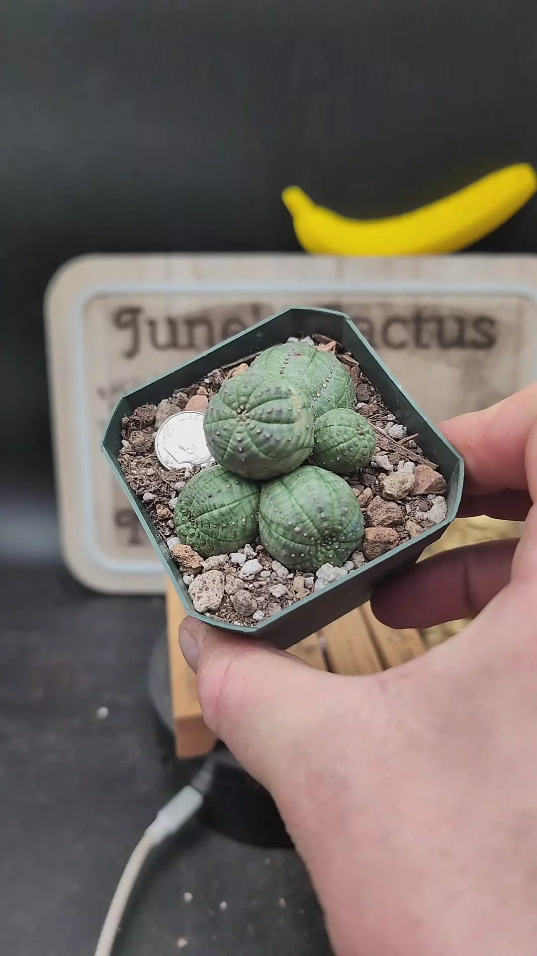 plant/n43 Euphorbia obesa cluster 2.75" pot-0