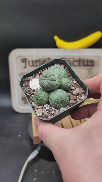 plant/n43 Euphorbia obesa cluster 2.75" pot-0-thumbnail