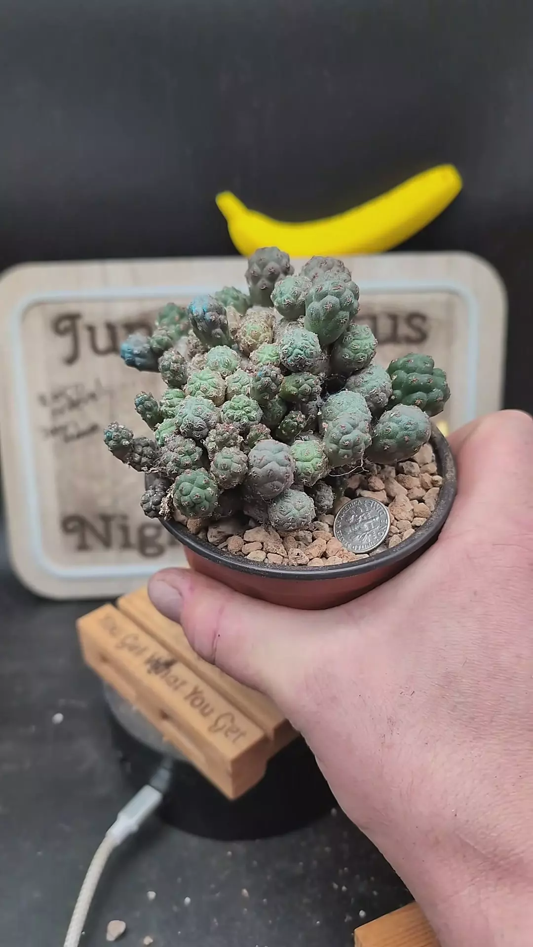 plant/n50 puna bonnieae, bugger cluster, 4" pot-0