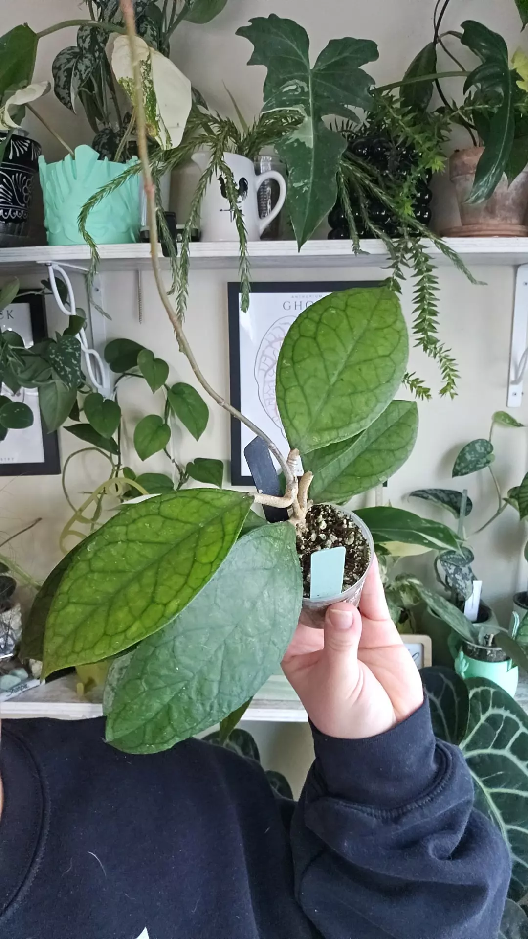 plant/hoya tangamus-0