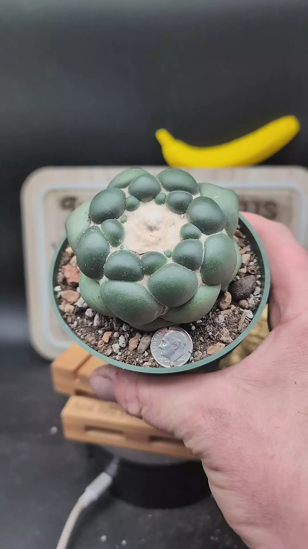 plant/n27 Cory inermis perfect plant 4" pot-0