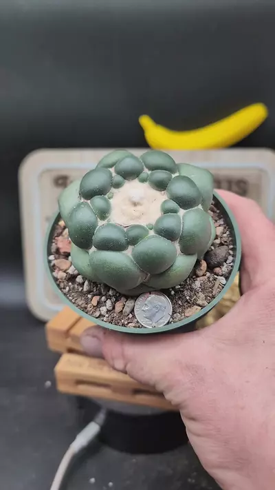 plant/n27 Cory inermis perfect plant 4" pot-0-thumbnail