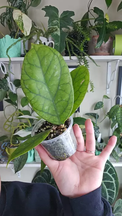 plant/irina-0-thumbnail