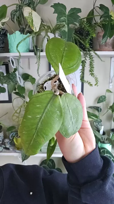 plant/aceh gomas-0-thumbnail