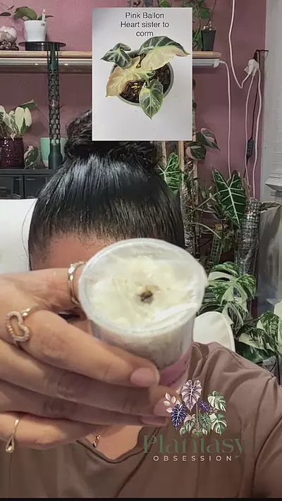 plant/alocasia pink heart balloon 662-0-thumbnail