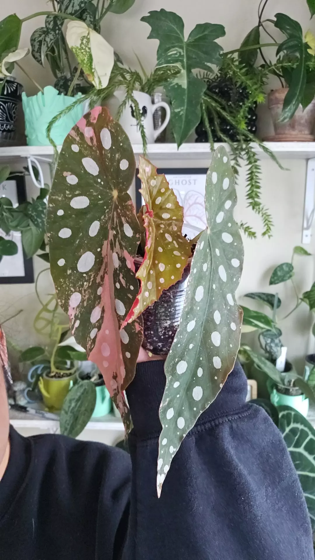 plant/macculata ver-0