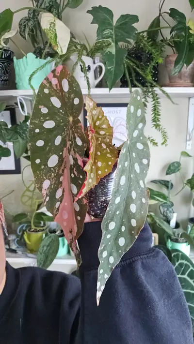 plant/macculata ver-0-thumbnail