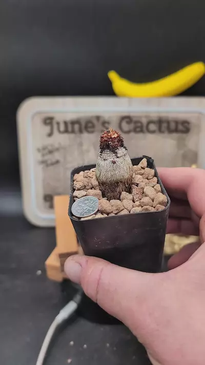 plant/n36 euphorbia ramena 2.25" pot-0-thumbnail