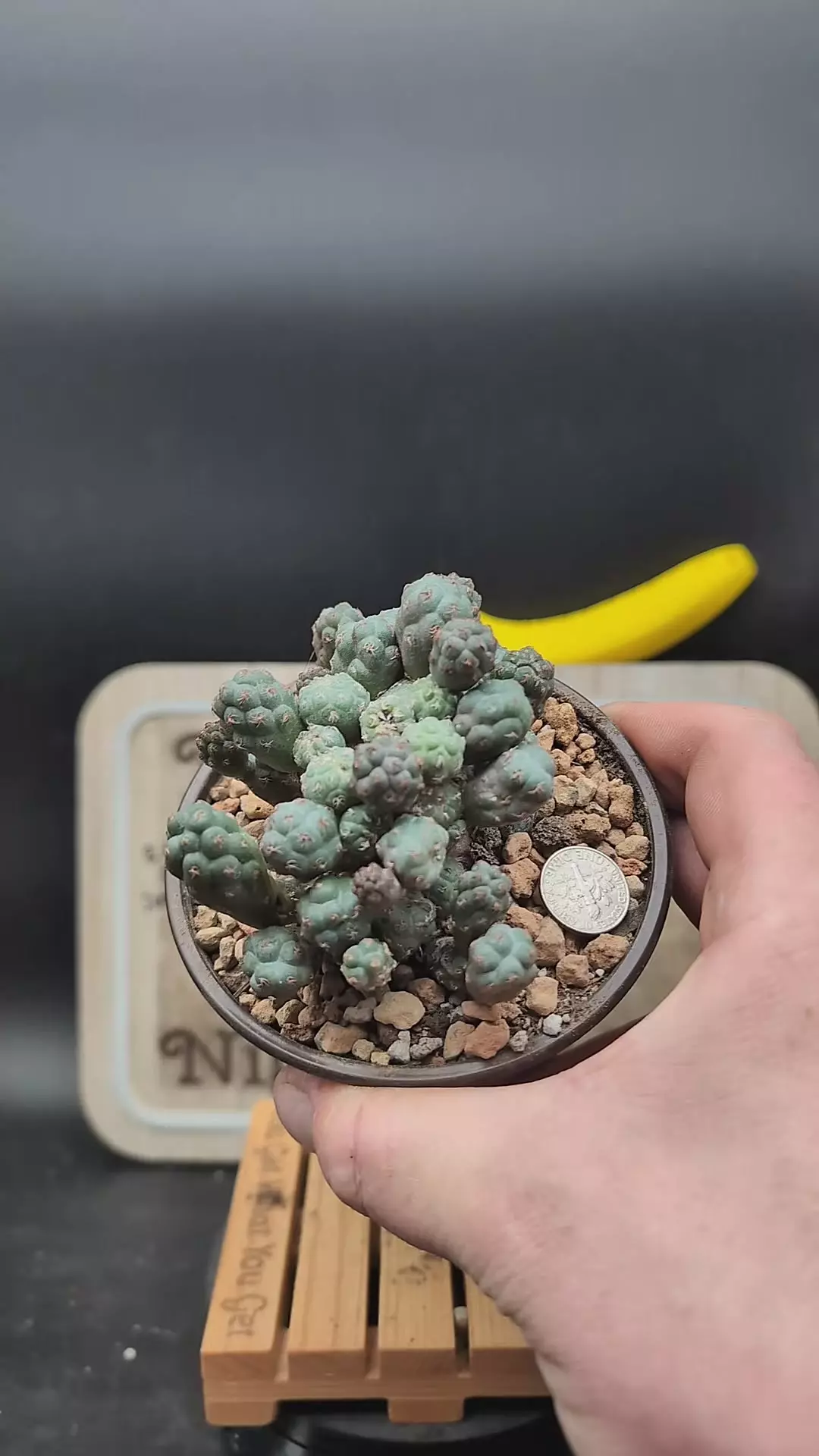 plant/n49 puna bonnieae  4" pot-0