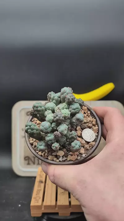 plant/n49 puna bonnieae  4" pot-0-thumbnail