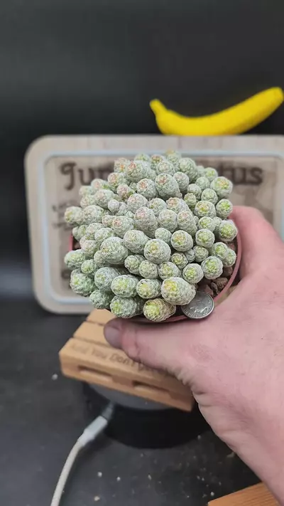 plant/n38 mammillaria humboltii cluster 4" pot-0-thumbnail