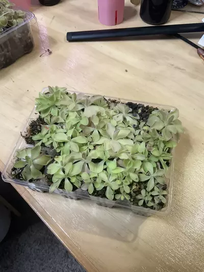 plant/Pirouette ping-0-thumbnail