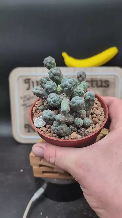 plant/n26 puna bonnieae 4" pot-0-thumbnail