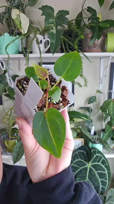 plant/zara michelle x self-0-thumbnail