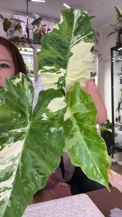 plant/#1545 LOW RIDER ALBO-0-thumbnail