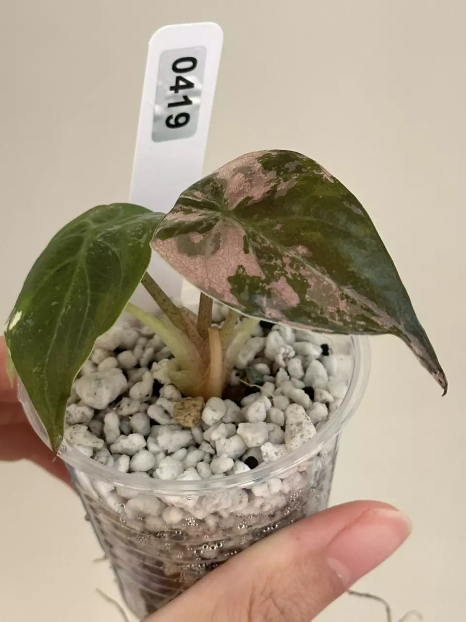 plant/Alocasia Wentii pink #419 high var new leaf-1