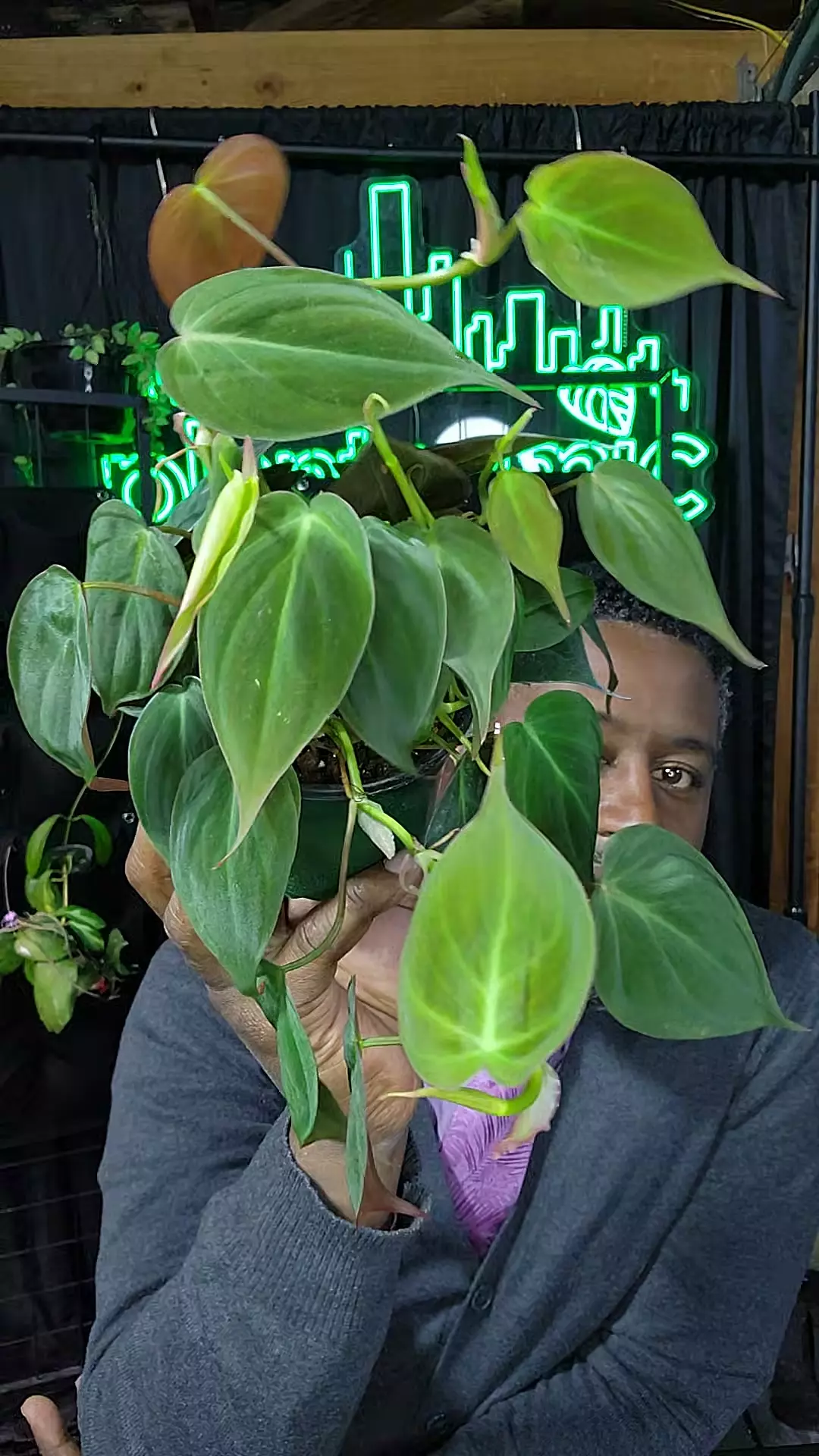 plant/micans philo-0