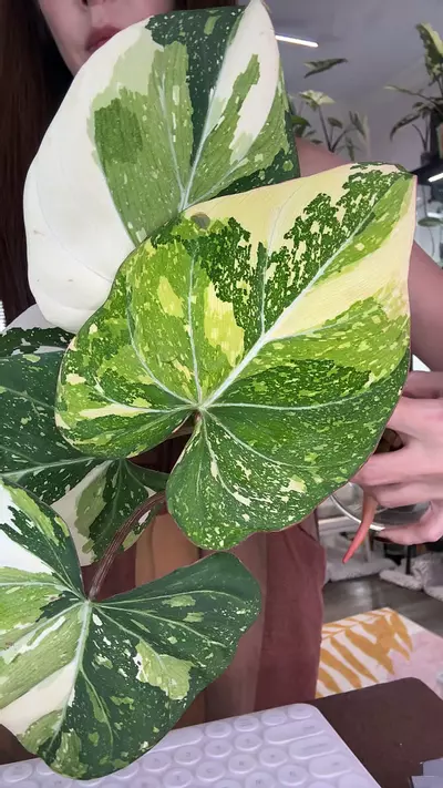 plant/#1541 GLORIOSUM TRI CLR-0-thumbnail