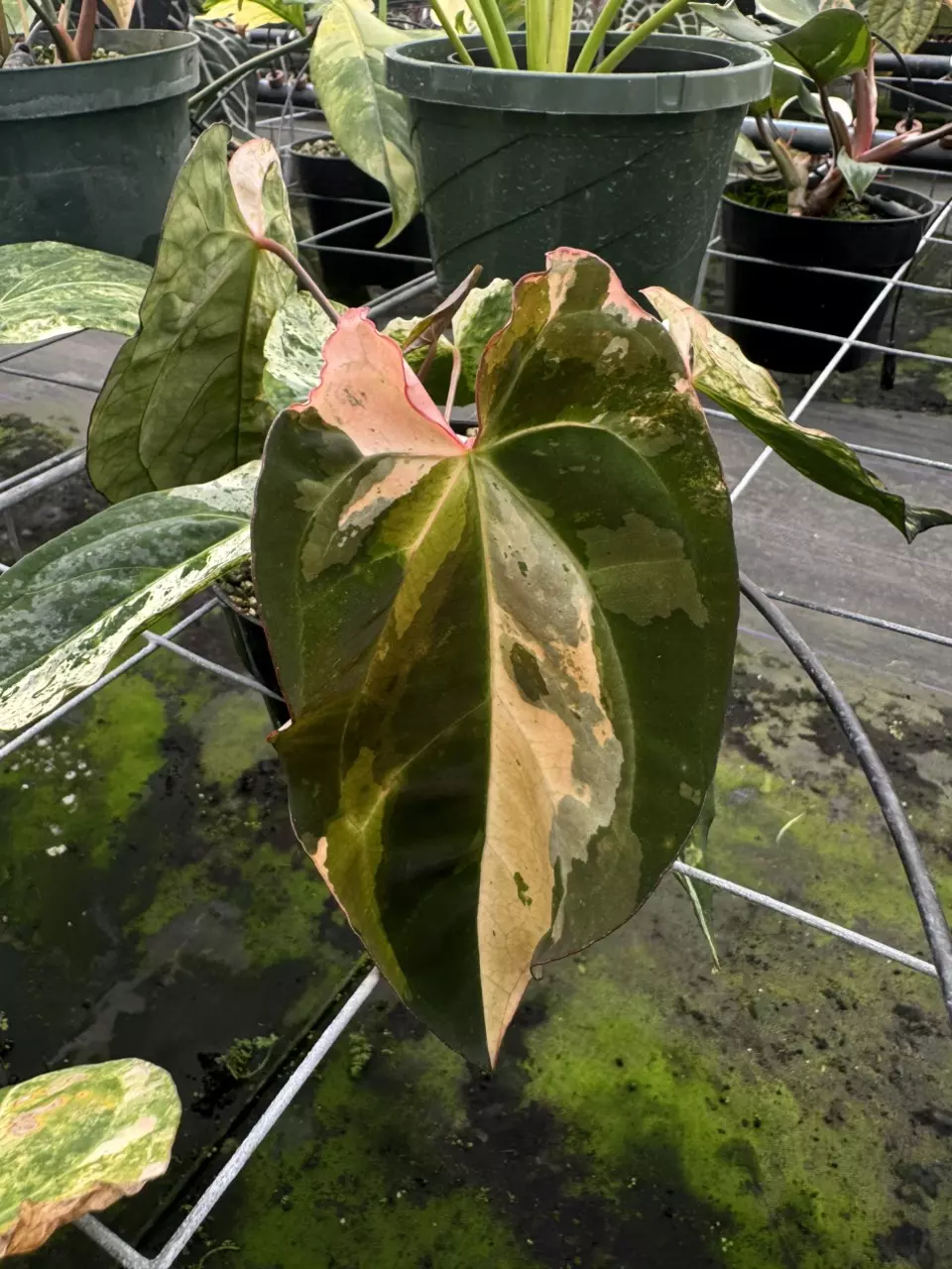 plant/82- “Buillon” x Peach Lava-0