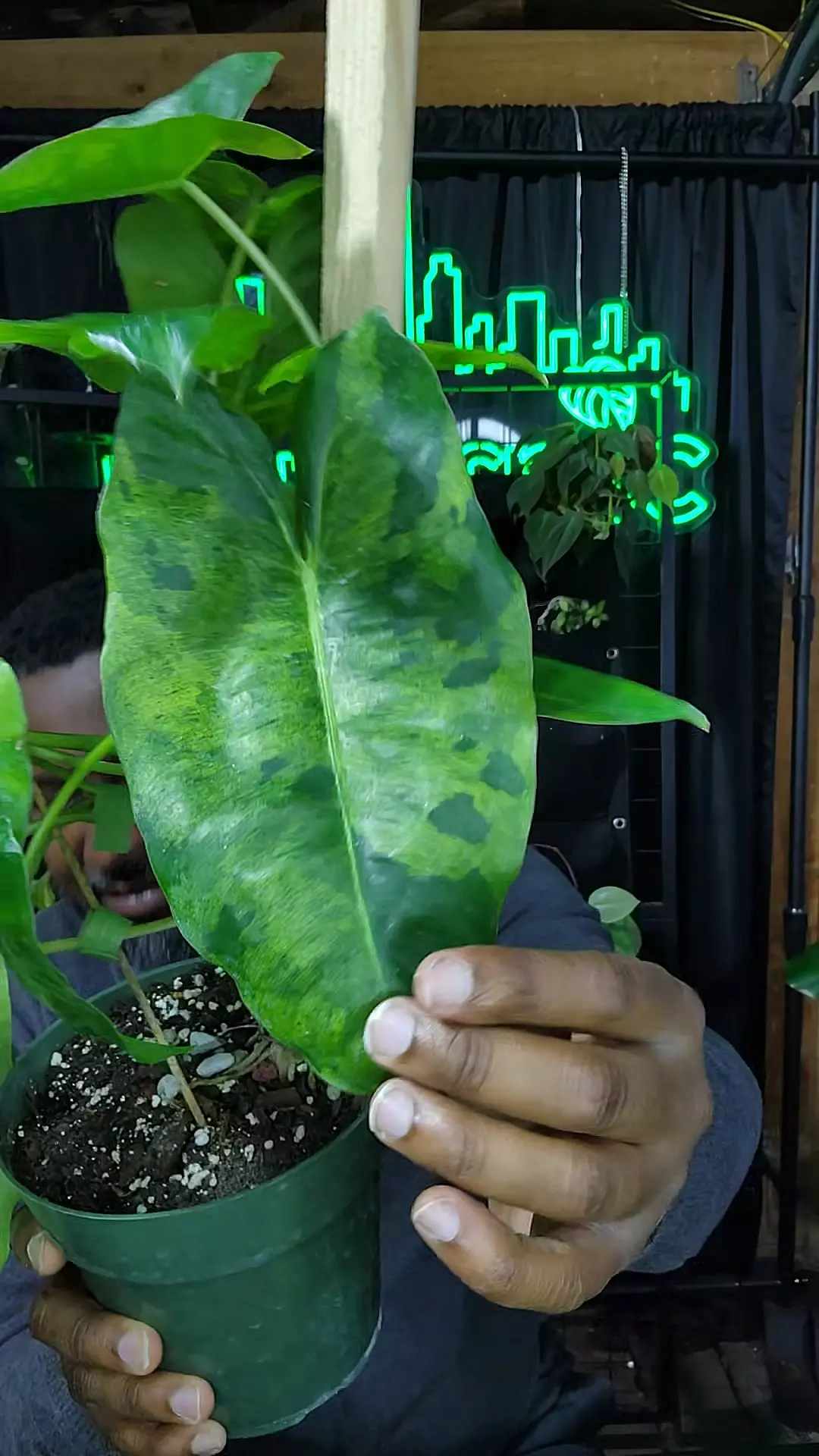 plant/philodendron burle Marx indo mint-0