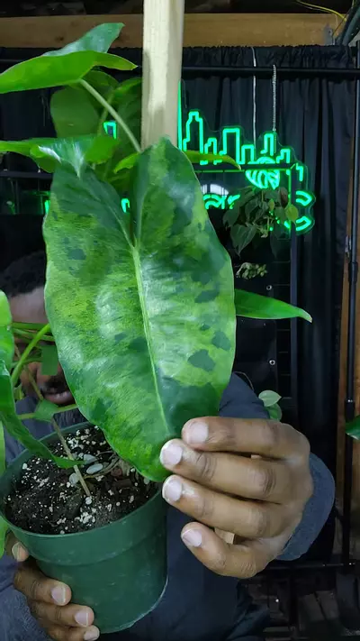 plant/philodendron burle Marx indo mint-0-thumbnail