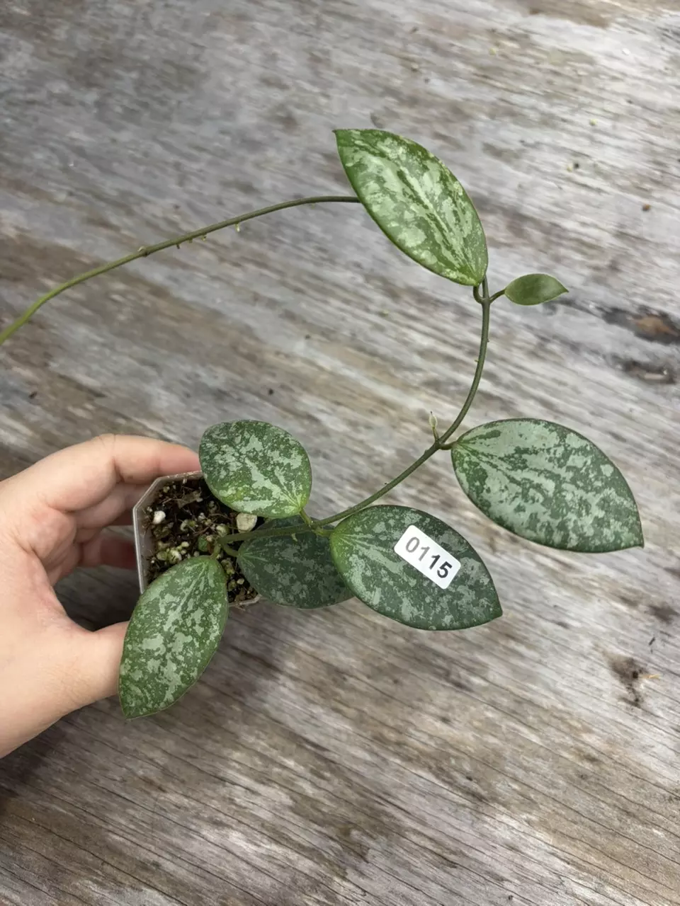 plant/🎯0115 collina noid splash-0