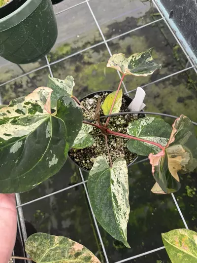 plant/82- “Buillon” x Peach Lava-2-thumbnail