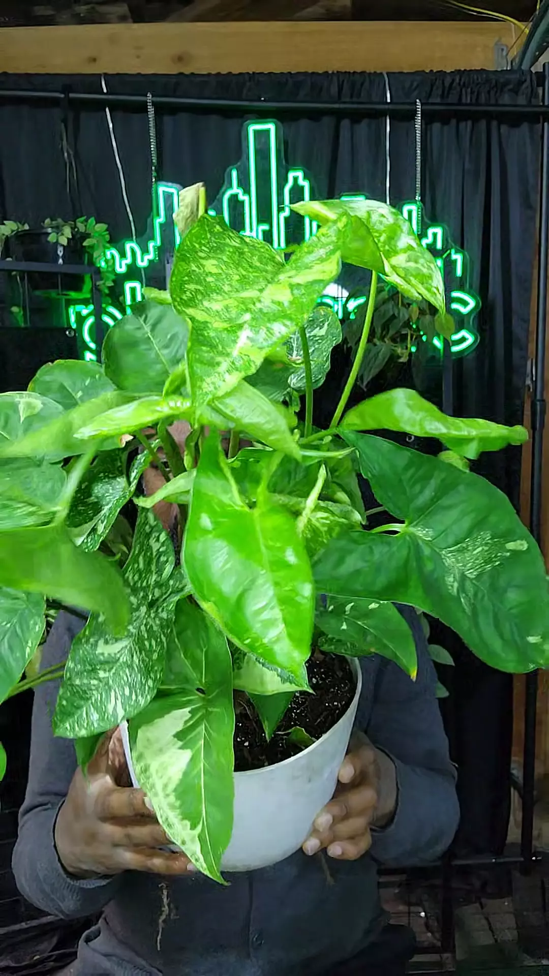 plant/Syngonium panda Galaxy mother-0