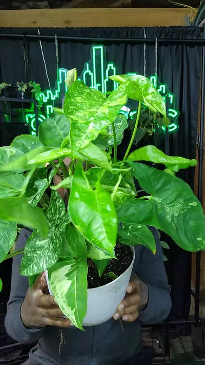 plant/Syngonium panda Galaxy mother-0-thumbnail