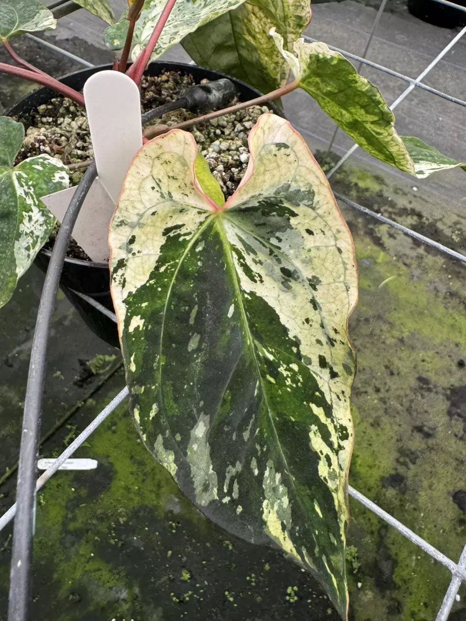 plant/82- “Buillon” x Peach Lava-1