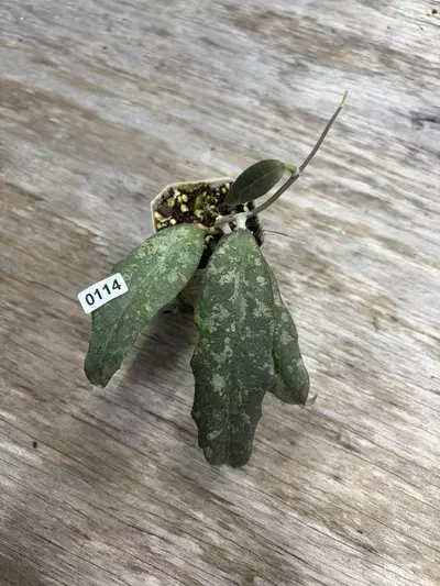 plant/🎯0114 finlaysonii Trang splash-0-thumbnail