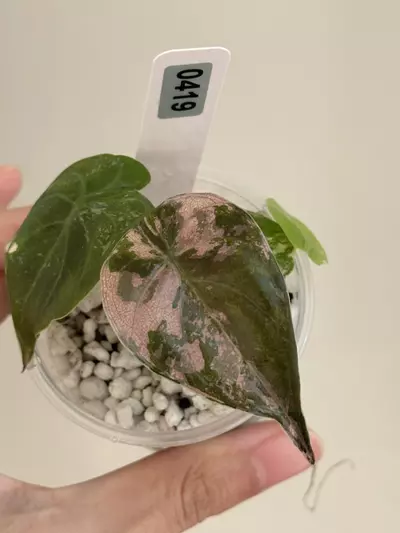 plant/Alocasia Wentii pink #419 high var new leaf-0-thumbnail