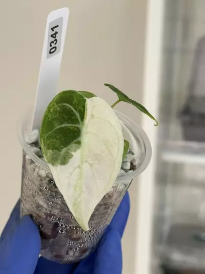 plant/Alocasia Watsonia velvety albo #341-1-thumbnail