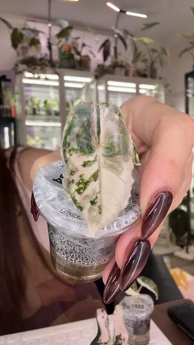 plant/#1554 AZLANII PINK ALBO-0-thumbnail