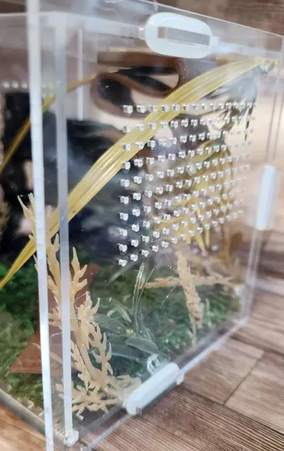 plant/4x4 natural-2-thumbnail