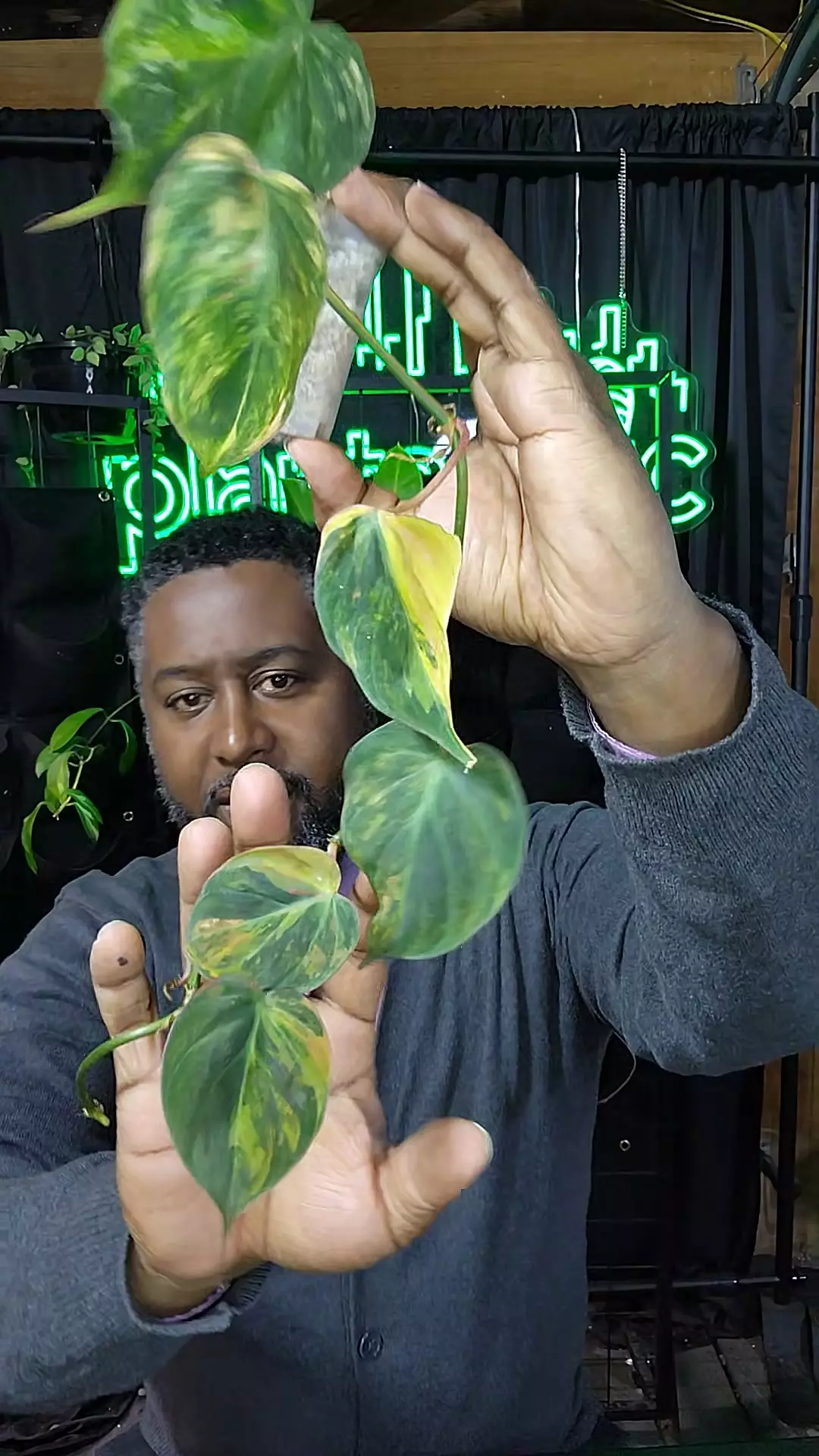 plant/variegated Micans-0