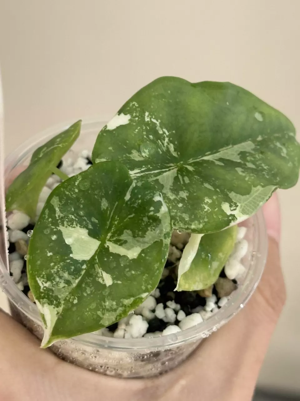 plant/Alocasia nebula albo var #136-0