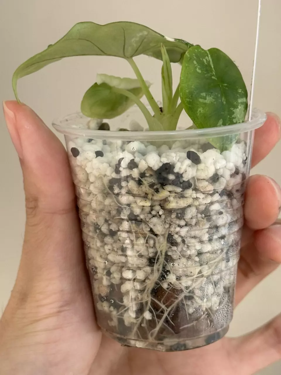 plant/Alocasia nebula albo var #136-3