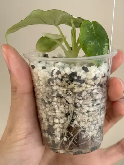 plant/Alocasia nebula albo var #136-3-thumbnail