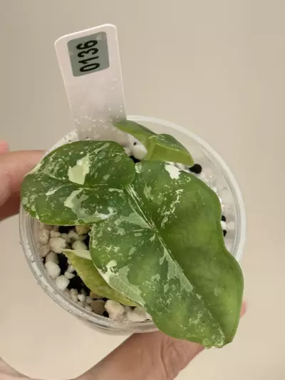 plant/Alocasia nebula albo var #136-1-thumbnail