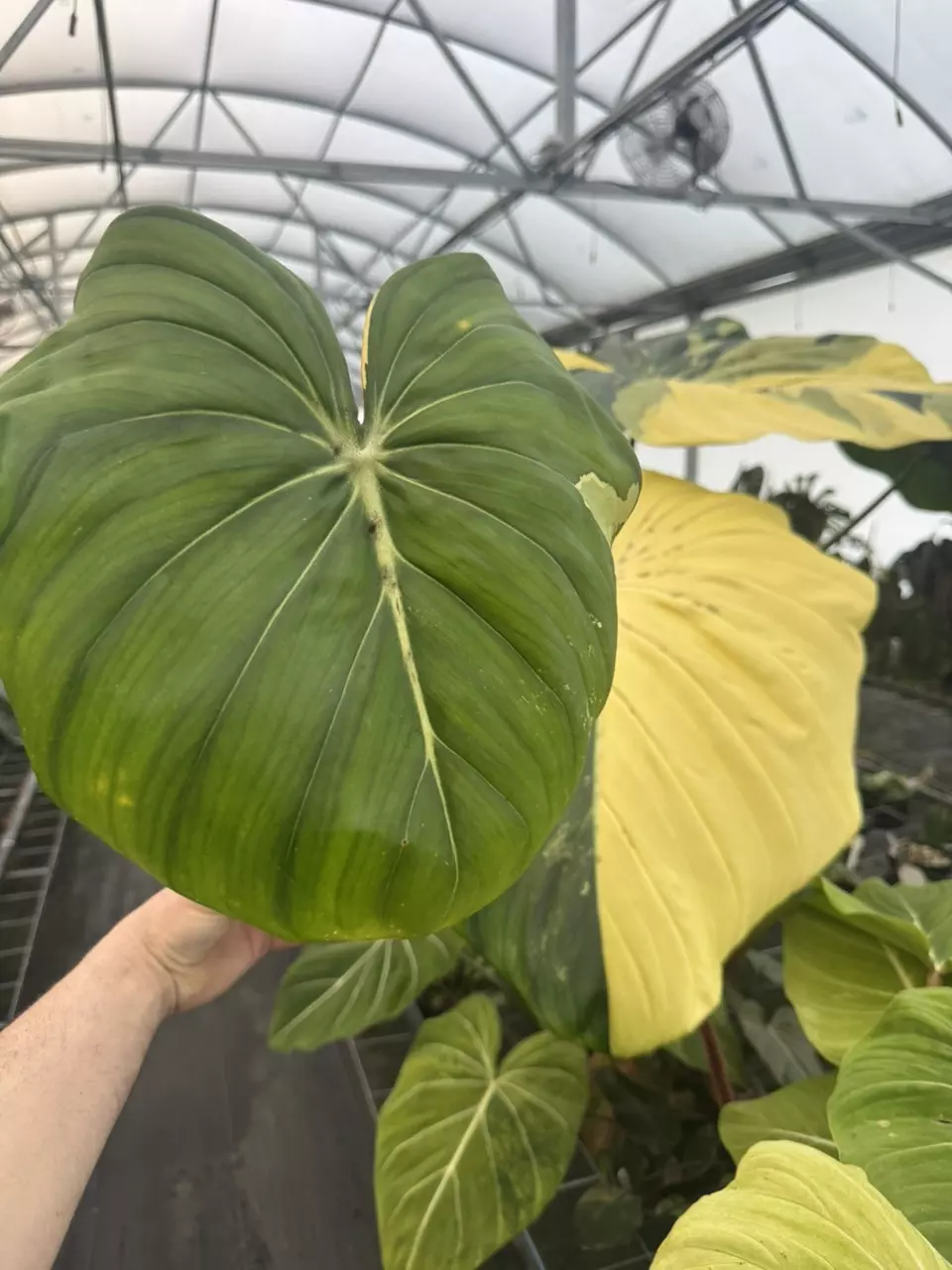 plant/128- McDowell Variegated-0