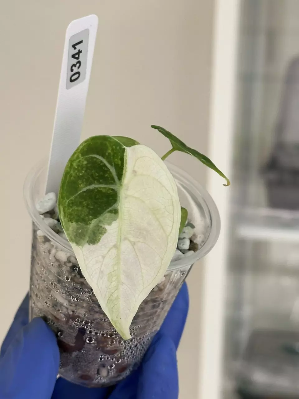 plant/Alocasia Watsonia velvety albo #341-0