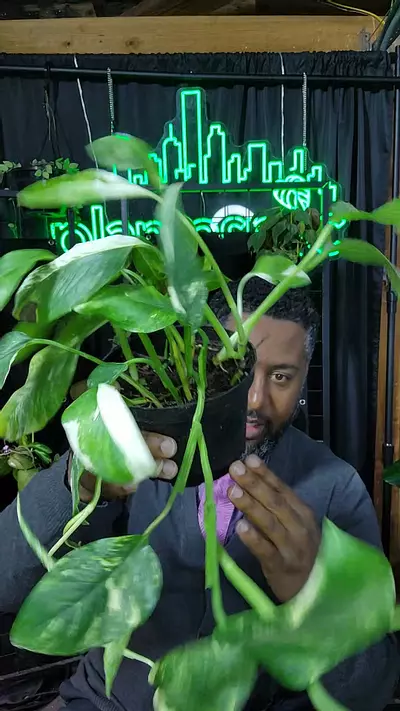 plant/monstera Lechleriana variagated multiple plants-0-thumbnail