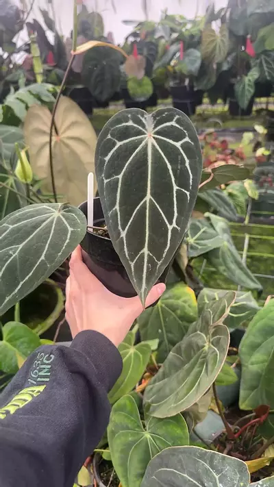 plant/110- Nurturing Nature Black Widow x Michelle-0-thumbnail