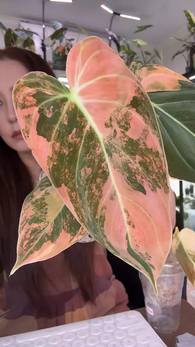 plant/#1543 ORANGE MELANO “BONFIRE”-0-thumbnail