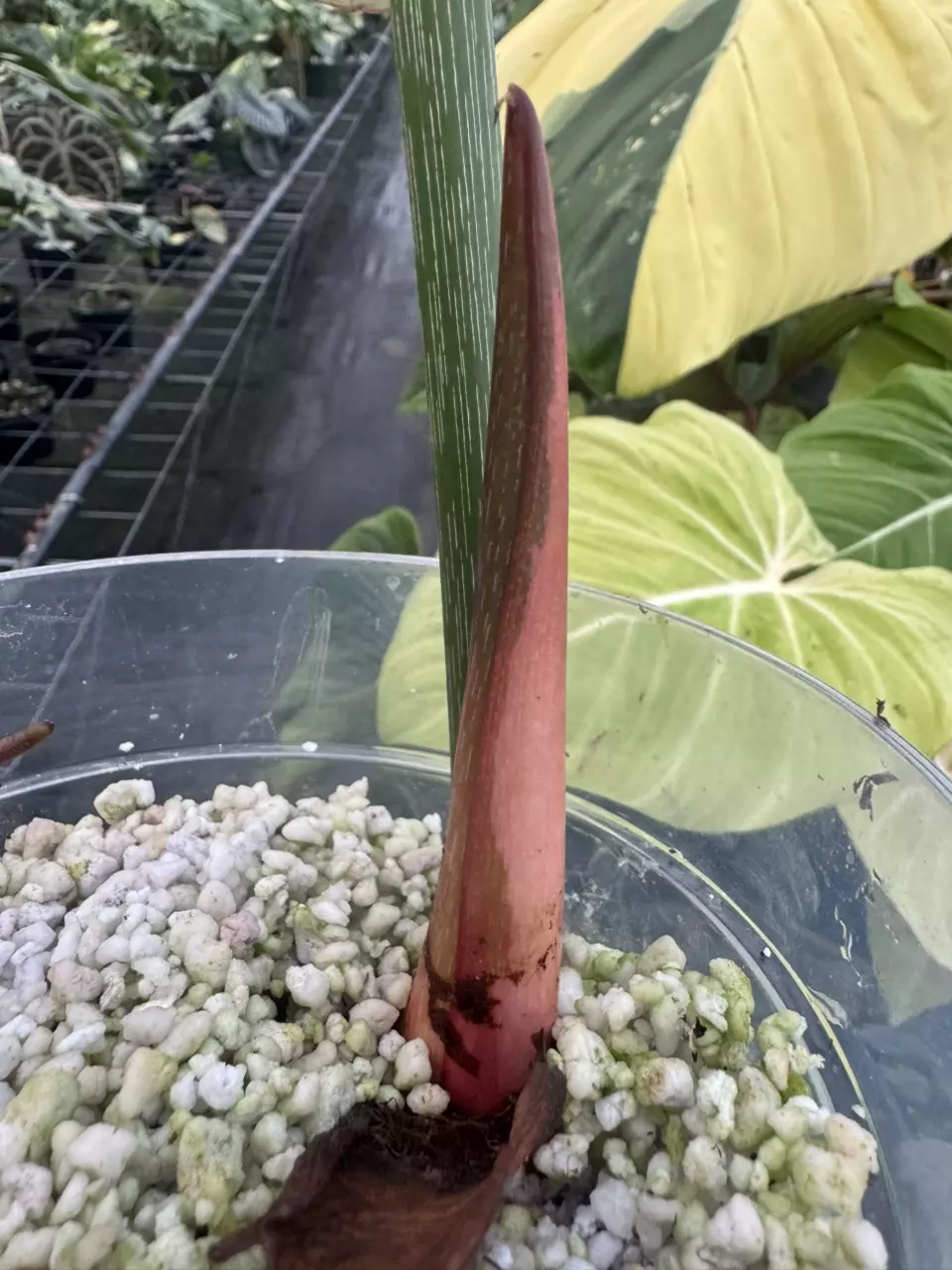 plant/128- McDowell Variegated-1