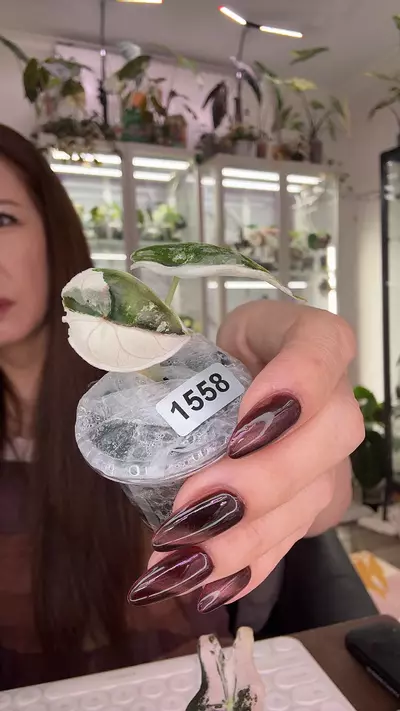 plant/#1558 AZLANII PINK ALBO-0-thumbnail