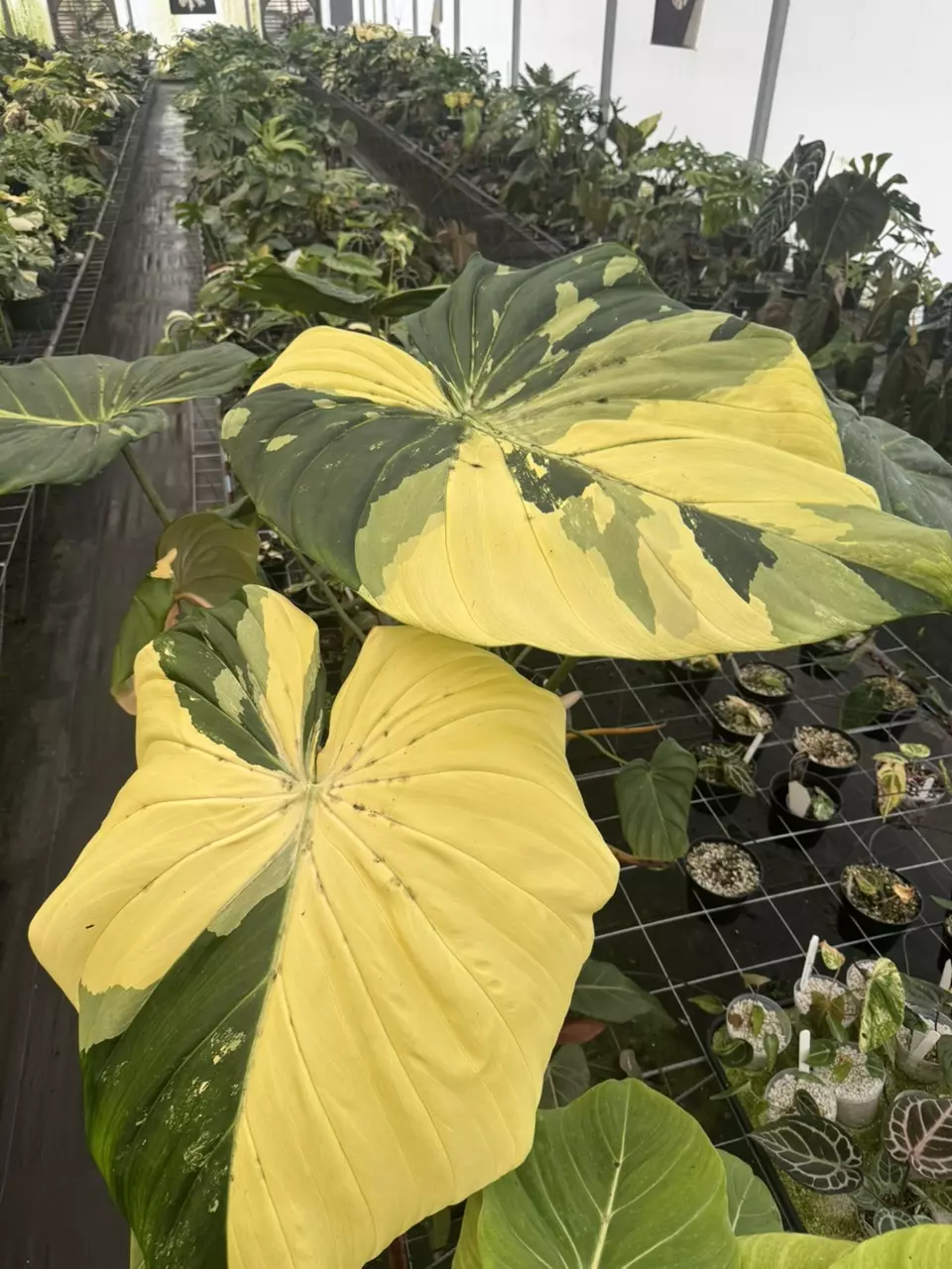 plant/128- McDowell Variegated-3